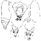 Espèce Yrocalanus asymmetricus - Planche 1 de figures morphologiques