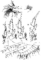 Espèce Yrocalanus bicornis - Planche 2 de figures morphologiques