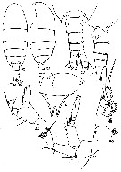 Espèce Bradyidius curtus - Planche 1 de figures morphologiques