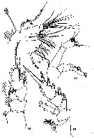 Species Paracomantenna wishnerae - Plate 4 of morphological figures