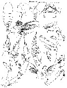 Espèce Xanthocalanus polarsternae - Planche 1 de figures morphologiques