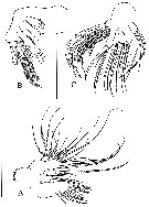 Species Brodskius benthopelagicus - Plate 3 of morphological figures