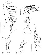 Species Brodskius benthopelagicus - Plate 4 of morphological figures
