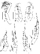 Species Brodskius sp. - Plate 3 of morphological figures