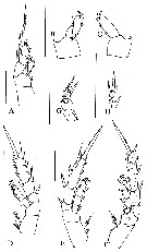 Espèce Byrathis volcani - Planche 4 de figures morphologiques