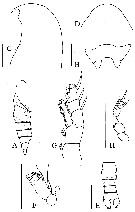 Species Byrathis laurenae - Plate 1 of morphological figures