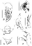 Species Byrathis sp. - Plate 1 of morphological figures