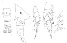 Species Chiridius gracilis - Plate 4 of morphological figures