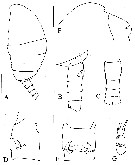 Espèce Rythabis heptneri - Planche 1 de figures morphologiques