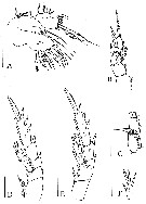 Species Rythabis schulzi - Plate 3 of morphological figures
