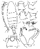 Espèce Pseudochirella spectabilis - Planche 10 de figures morphologiques