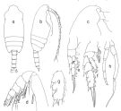 Species Chiridius molestus - Plate 4 of morphological figures