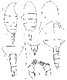 Species Xanthocalanus meteorae - Plate 1 of morphological figures