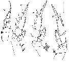 Espce Xanthocalanus meteorae - Planche 3 de figures morphologiques