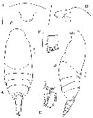 Espèce Kirnesius groenlandicus - Planche 1 de figures morphologiques
