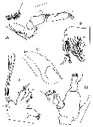 Espèce Kirnesius groenlandicus - Planche 5 de figures morphologiques