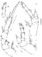 Espèce Kirnesius groenlandicus - Planche 7 de figures morphologiques