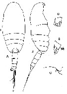 Espèce Sensiava longiseta - Planche 1 de figures morphologiques