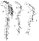 Espèce Sensiava longiseta - Planche 2 de figures morphologiques