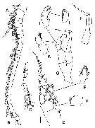 Espèce Sensiava longiseta - Planche 3 de figures morphologiques