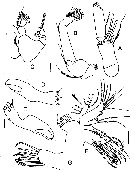 Species Sensiava longiseta - Plate 4 of morphological figures