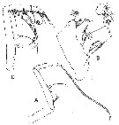 Espèce Sensiava longiseta - Planche 6 de figures morphologiques