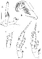Espèce Brodskius abyssalis - Planche 2 de figures morphologiques