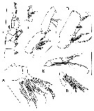 Espèce Rythabis asymmetrica - Planche 3 de figures morphologiques