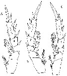 Espèce Rythabis asymmetrica - Planche 4 de figures morphologiques