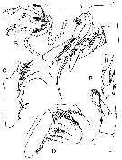 Espèce Omorius curvispinus - Planche 3 de figures morphologiques