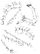 Espèce Metridia ferrarii - Planche 6 de figures morphologiques