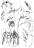 Species Metridia ferrarii - Plate 7 of morphological figures