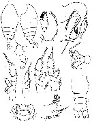 Species Chiridiella sarsi - Plate 2 of morphological figures
