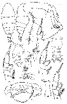Species Chiridiella smoki - Plate 2 of morphological figures