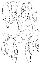 Species Batheuchaeta anomala - Plate 2 of morphological figures