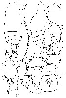 Espèce Batheuchaeta antarctica - Planche 2 de figures morphologiques