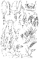 Species Jaschnovia brevis - Plate 4 of morphological figures