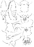 Species Batheuchaeta gurjanovae - Plate 5 of morphological figures