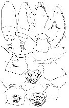 Species Batheuchaeta anomala - Plate 3 of morphological figures
