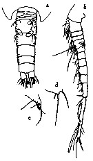 Espèce Benthomisophria palliata - Planche 14 de figures morphologiques