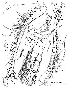 Espèce Bunderia misophaga - Planche 4 de figures morphologiques