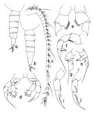 Espèce Mesorhabdus brevicaudatus - Planche 3 de figures morphologiques