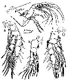 Espèce Stygocyclopia balearica - Planche 4 de figures morphologiques