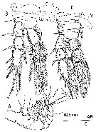 Species Huysia bahamensis - Plate 4 of morphological figures