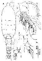 Species Huysia bahamensis - Plate 6 of morphological figures