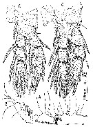 Species Protospeleophria lucayae - Plate 5 of morphological figures