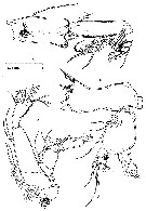 Species Stygocyclopia australis - Plate 4 of morphological figures