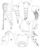 Species Mesorhabdus paragracilis - Plate 1 of morphological figures