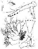 Espèce Speleophria bunderae - Planche 4 de figures morphologiques