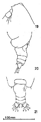 Espèce Euchirella pulchra - Planche 10 de figures morphologiques